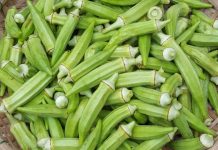 Đậu bắp “nhân sâm xanh” cho cơ thể khỏe mạnh, dẻo dai