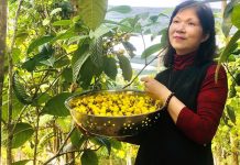 Loài trà hoa vàng mang tên chung Việt – Nhật