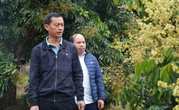 Nông dân Sông Mã ‘bắt’ nhãn ra quả theo ý muốn