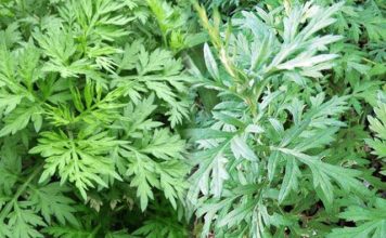 Rau ngải cứu có một tác dụng phụ đáng sợ, biết để tránh kẻo “hại đủ đường”