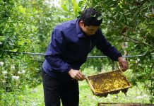 Trồng cây tỉ đô vừa có tiền, vừa có rừng