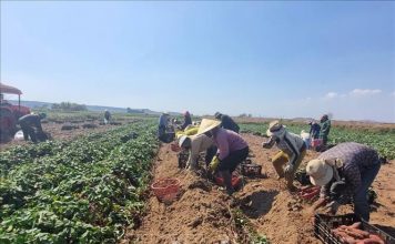 Trồng khoai lang lãi từ 130-150 triệu đồng/ha