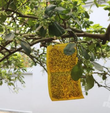 Trồng hướng hữu cơ, bưởi đặc sản Quế Dương giá 24.000đ mỗi quả