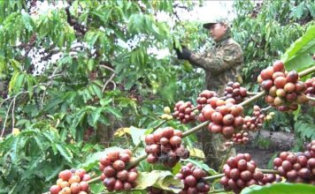 Tối ưu hoá chuỗi cung ứng để doanh nghiệp phát triển