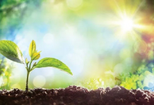 Chắp cánh khởi nghiệp xanh