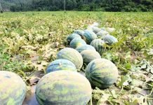 Dưa hấu được mùa, giá giảm nhưng nông dân vẫn lãi khá