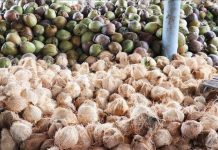 Dừa khô tại Tiền Giang tăng kỷ lục