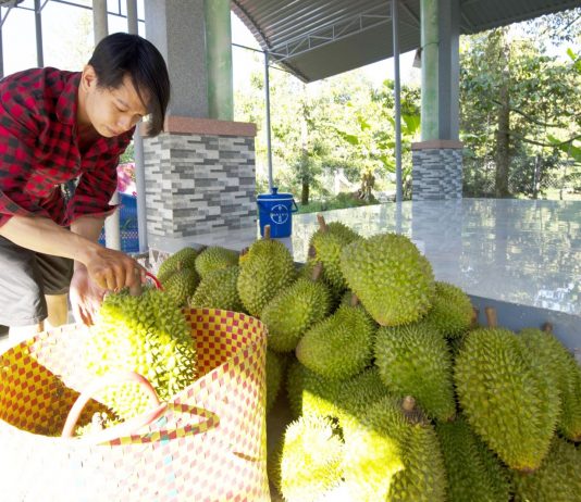 Kiểm soát toàn diện từ vùng trồng đến đóng gói sầu riêng xuất khẩu