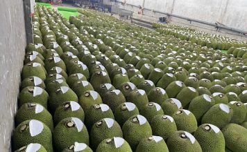 Mít xuất khẩu: Tiềm năng lớn, rủi ro cũng không nhỏ