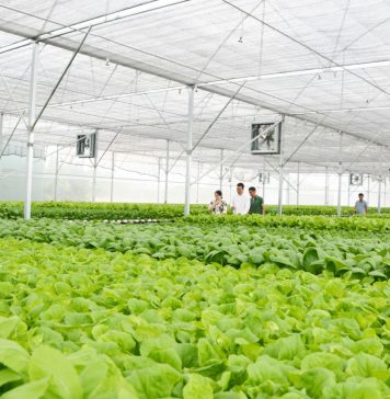 Tái cơ cấu nông nghiệp: Chìa khóa xây dựng nông thôn mới ở Long An