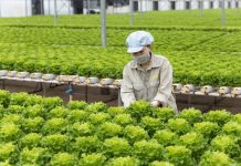 Top 10 loại rau tốt nhất thế giới quen thuộc trong bữa cơm Việt