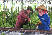 Xuất khẩu chuối chính ngạch sang Trung Quốc: Những bước chuyển buộc phải làm