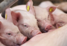 Trung Quốc siết sản lượng heo để cứu giá