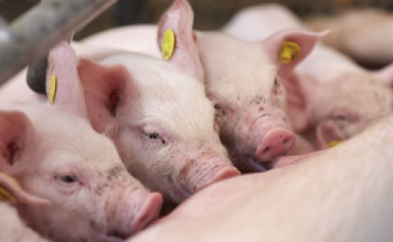 Trung Quốc siết sản lượng heo để cứu giá