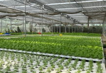 Từ 1/7, dự án nông nghiệp hữu cơ được vay 70% vốn mà không cần thế chấp