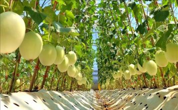 Liên kết chuỗi trong sản xuất nông nghiệp hữu cơ