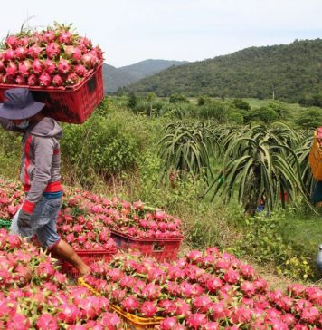 Siết kiểm soát chất lượng để giữ thị trường Trung Quốc