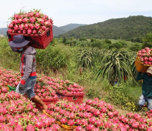 Siết kiểm soát chất lượng để giữ thị trường Trung Quốc