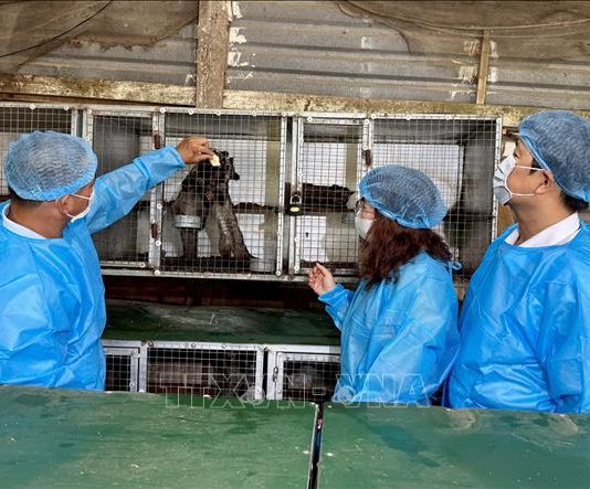 Kiểm soát nghiêm ngặt chăn nuôi động vật hoang dã