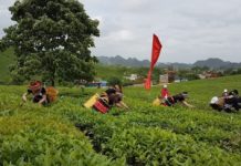 Mã vùng trồng – không có thì không xuất được, mà muốn có thì không dễ