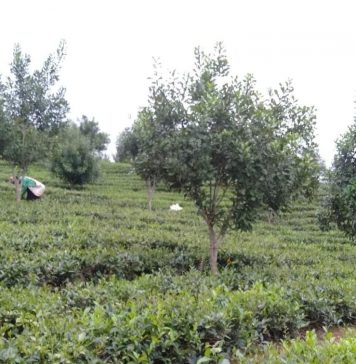 “Mở khóa” cho doanh nghiệp để gỡ khó cho cây mắc ca