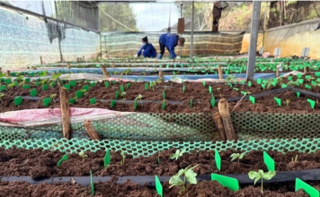 Ngày 12/6 là hạn chót báo cáo kiểm tra mã số vùng trồng sâm Ngọc Linh