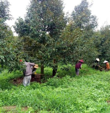 HAGL tuyển gấp 100 kỹ thuật viên sầu riêng với nhiều đãi ngộ hấp dẫn