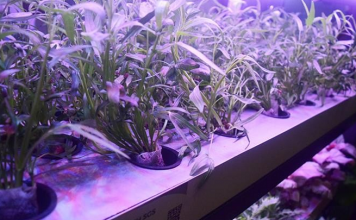 Vườn rau thông minh có giúp người dùng khỏi nhiễm độc?