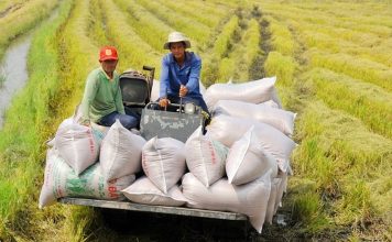 Nguồn cung và biến động giá đang tăng áp lực lên xuất khẩu gạo