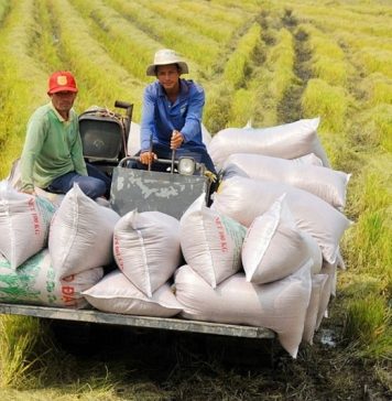 Nguồn cung và biến động giá đang tăng áp lực lên xuất khẩu gạo