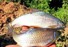 Loài cá có tên độc lạ được ví như lộc “trời ban”, là đặc sản của người Thái ở Yên Bái