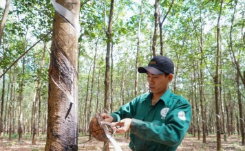Dấu ấn hành trình 20 năm cây cao su Việt trên đất Lào