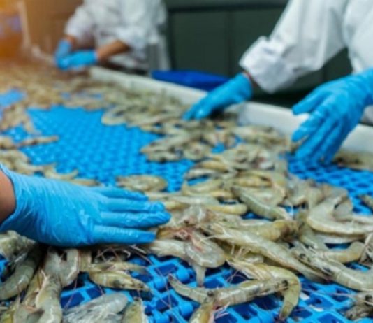 VASEP: Đơn hàng tôm Việt Nam có thể chậm lại vì lo ngại chính sách thuế Mỹ