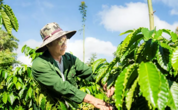 Giảm rủi ro mùa hạn: Mô hình sản xuất thích ứng khô hạn tại miền Trung – Tây Nguyên