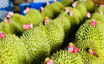 Xuất khẩu sầu riêng tiếp tục giảm vì Trung Quốc siết kiểm định