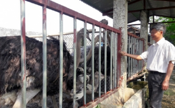 Chán gà, bò giá bấp bênh, quyết làm giàu từ loài chim khổng lồ