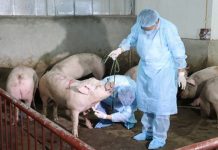 Quyết liệt triển khai các biện pháp khống chế dịch tả lợn Châu Phi