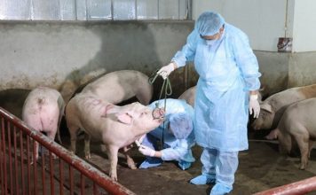Quyết liệt triển khai các biện pháp khống chế dịch tả lợn Châu Phi