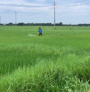 Đồng Tiến (Hà Tĩnh) – Điểm sáng giữa vụ Hè Thu bị sâu bệnh gây hại nghiêm trọng