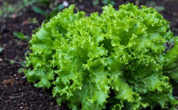 Loại rau củ là “ổ ký sinh trùng”, cái số 1 rất nhiều người ăn