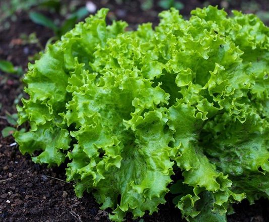 Loại rau củ là “ổ ký sinh trùng”, cái số 1 rất nhiều người ăn