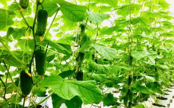Nữ cán bộ đánh thức tiềm năng vùng gió Lào, cắt trắng