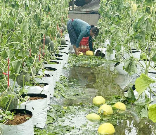 Nông nghiệp Nghệ An thiệt hại nặng nề sau bão số 5