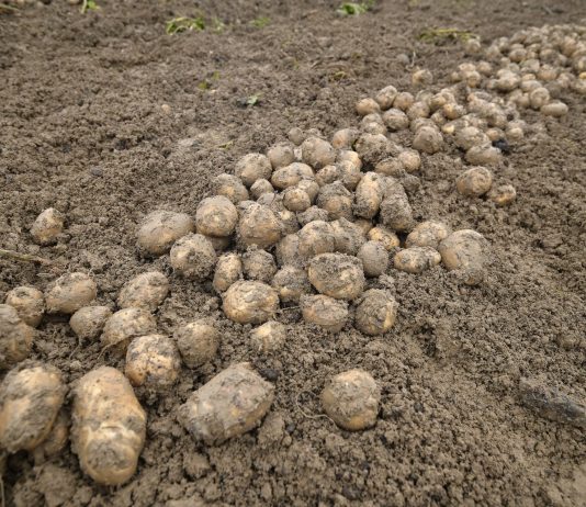 Cánh đồng khoai tây canh tác bền vững cho năng suất tăng 30%