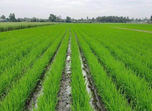 Canh tác lúa giảm phát thải, lợi nhuận tăng, khí nhà kính giảm