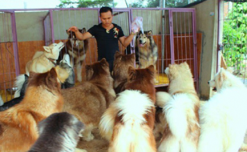 Chán chật vật tìm việc ở phố, kỹ sư về quê nuôi chó kiểng làm giàu