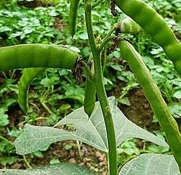 Thân, lá, hoa, quả của cây củ đậu đều chứa chất cực độc