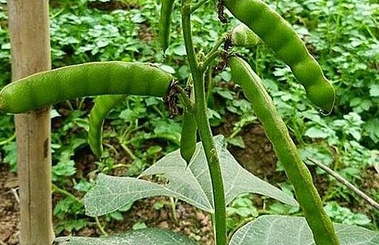 Thân, lá, hoa, quả của cây củ đậu đều chứa chất cực độc