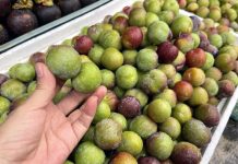 Đào mận Trung Quốc núp bóng nông sản Việt Nam