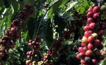 Giá cà-phê giảm mạnh, thị trường năng lượng tiếp tục khởi sắc